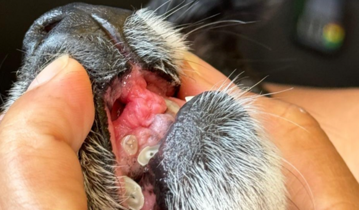 Ajude a PRETINHA a retirar um tumor!