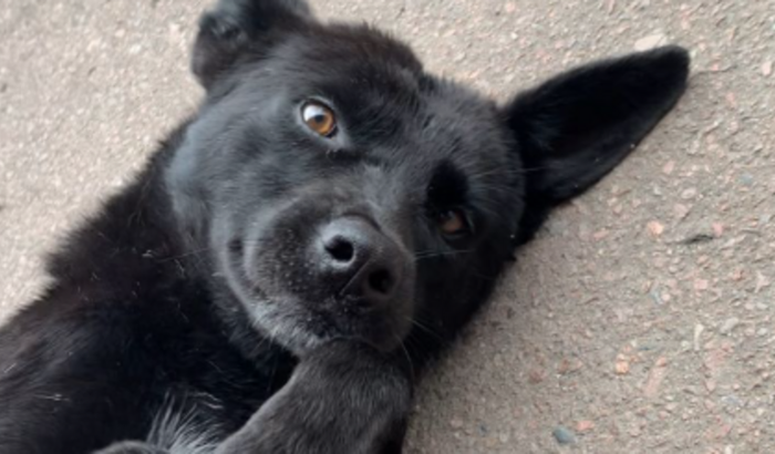 Cirurgia para o Neguinho