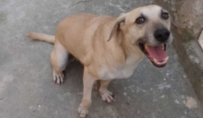 Vamos ajudar Conga a fazer sua cirurgia?