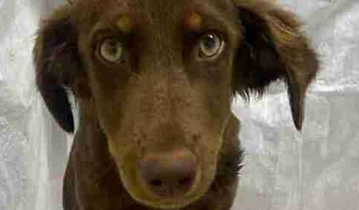 Berinjela precisa da sua ajuda para continuar viva: Cachorrinha abandonada e que foi resgatada muito debilitada 