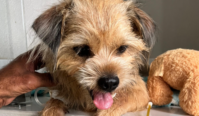 Despesas hospitalares veterinárias Petruquio