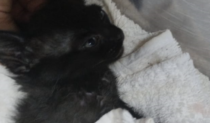 Ajude na minha amputação