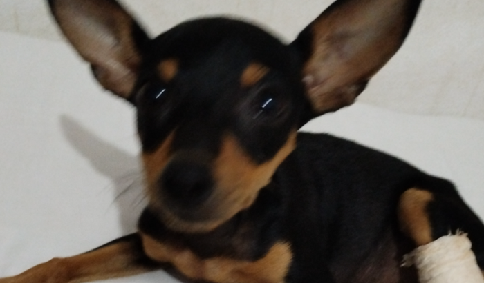 Ajude a cacau fazer a cirurgia da perninha 