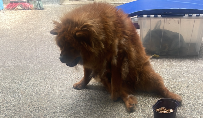 Ressonância da Maia 