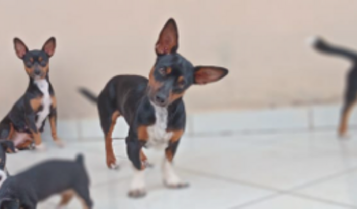 Ajude o Mumuzinho,  á retirar  o osso garrado no esofago 