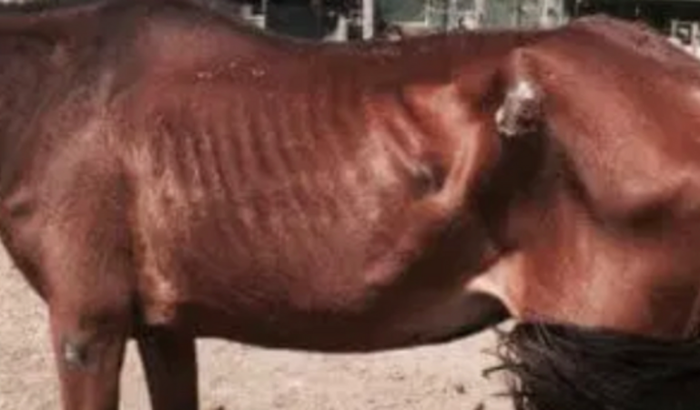 Ajuda para Spirit! Cavalo precisa de tratamento veterinário