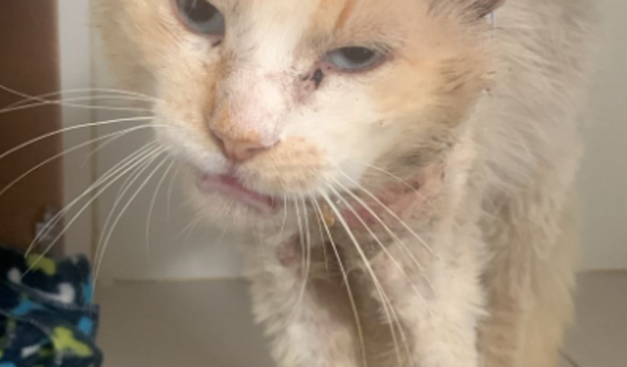 Tratamento do Oliver