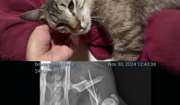 Cirurgia fêmur gato