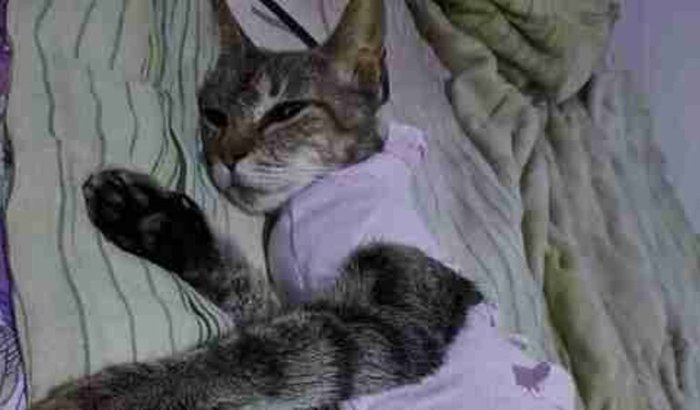 Ajudem a gatinha Bisquilinha 