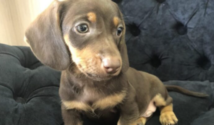 Ajude o Apollo na cirurgia