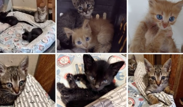 SOS resgatadinhos da Madalena