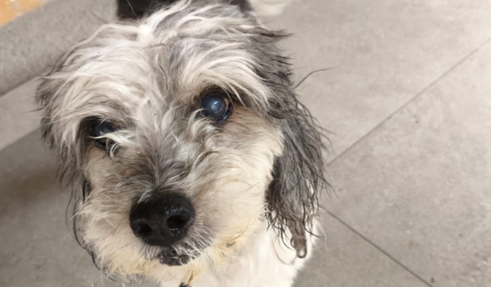 Ajude a salvar a vida da belinha