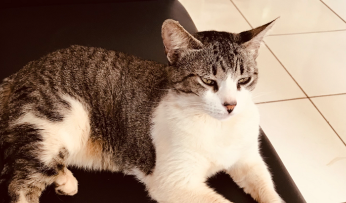 Ajuda para os exames da tigresa