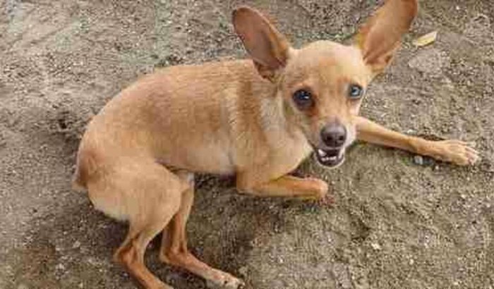 Ajude no tratamento do Spayk