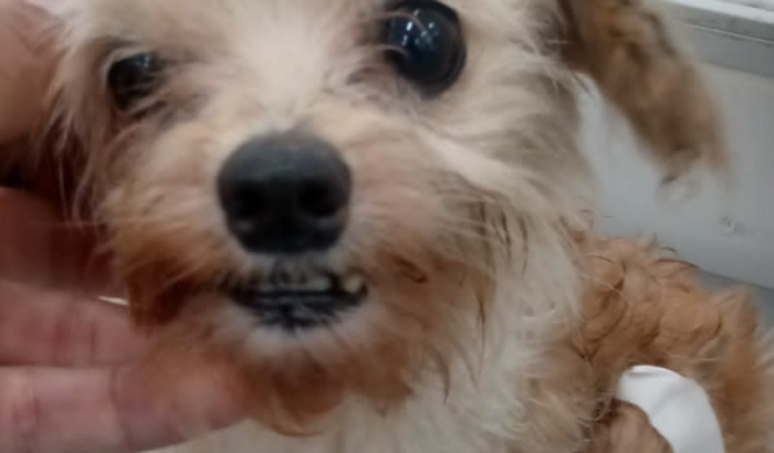 Pela melhora da Maggie