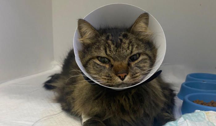 Cirurgia emergência em gato