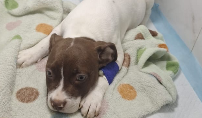 Apollo está com anemia 