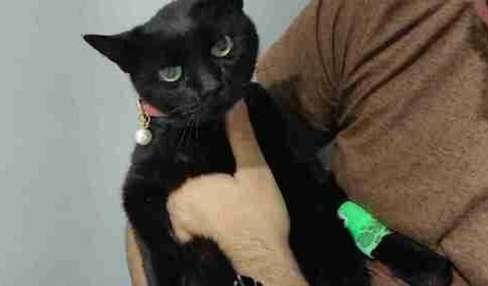 AJUDA células tronco para Chloe