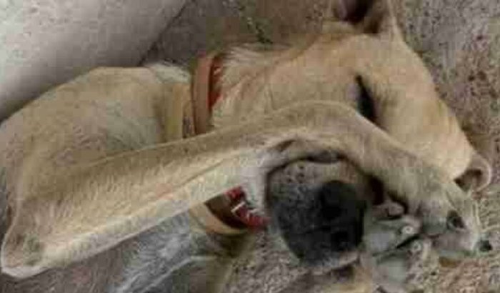 Vakinha para comprar um terreno pros animais