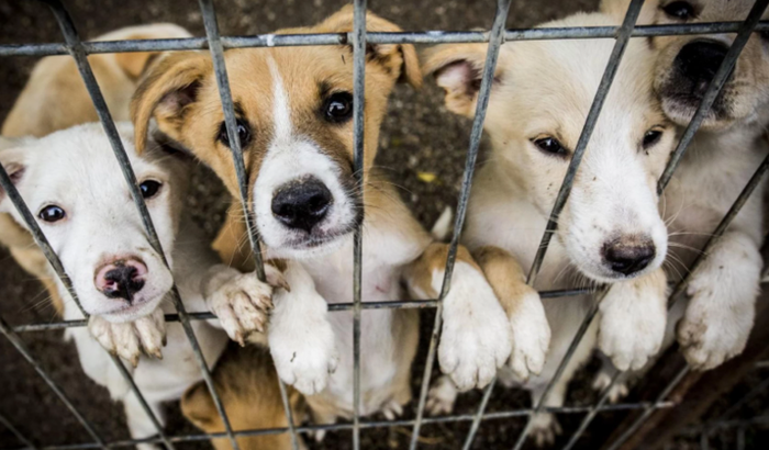 Doguinhos da Tia Jô - Resgate & Adoção com Amor