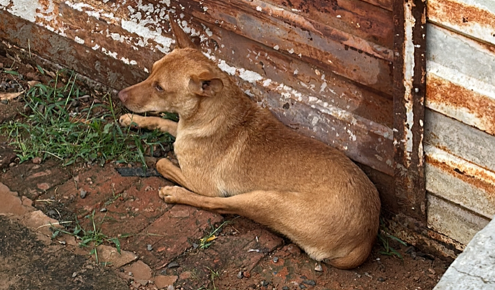 Cachorrinho atropelado