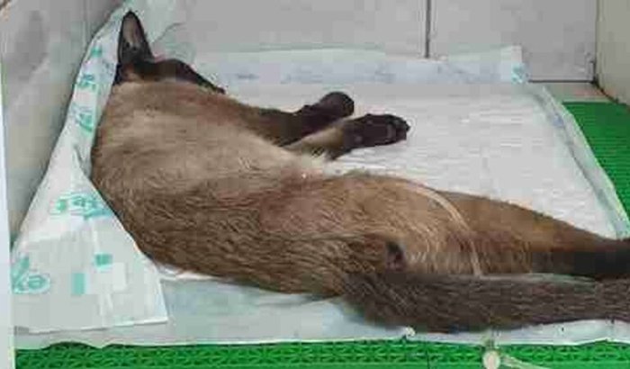 Ajuda a palominha a fazer a cirurgia 