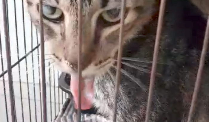 Ajuda ao gato linguinha 