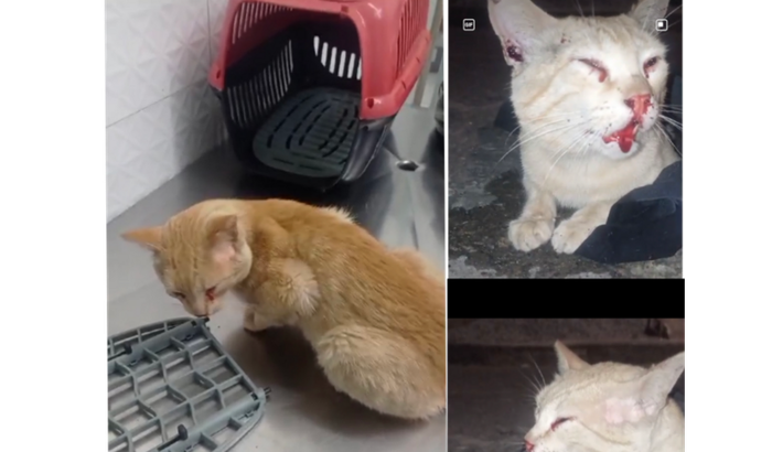 Ajuda para o Laranjinha atropelado em 02/12/2024 em S.Benedito.