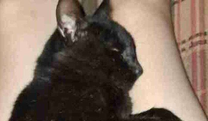 Ajuda pra fazer os exames do Vlad 