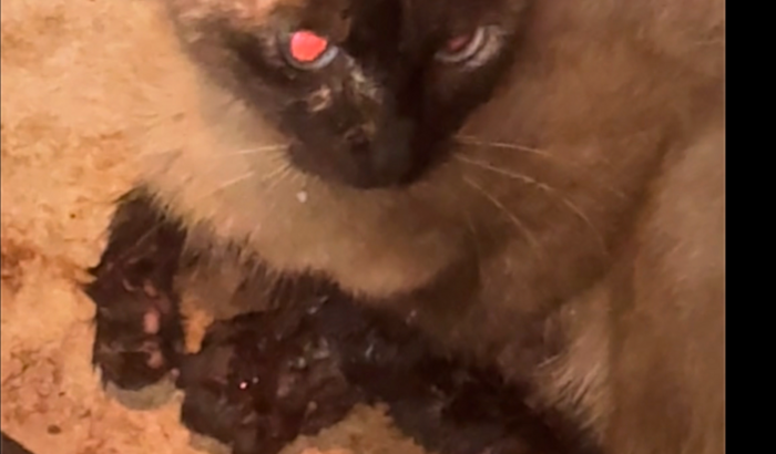 Amputação gata abandonada