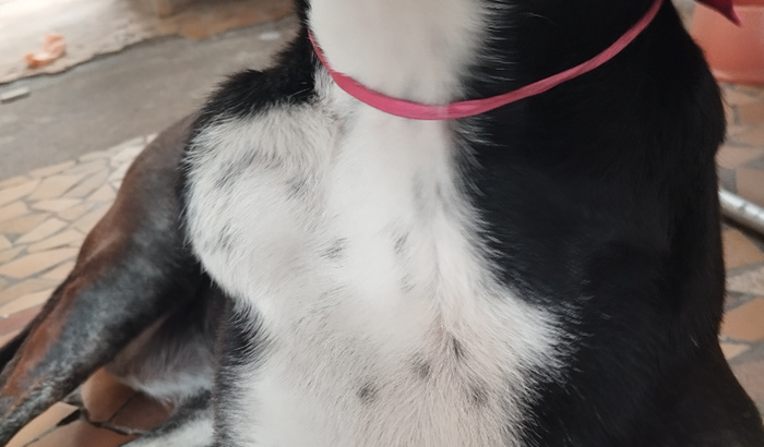 Preciso de ajuda para pagar a cirurgia da minha cachorra!