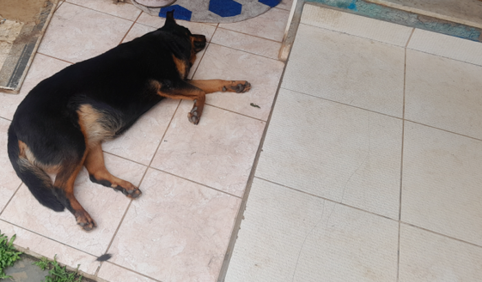 CIRURGIA BUANA ROTWEILLER