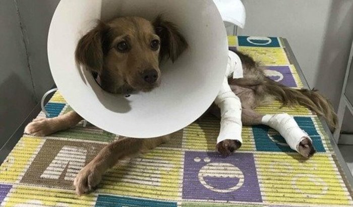 Salve a Juju 🐶💕