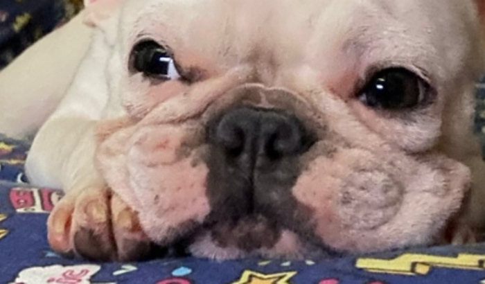 Vaquinha para Maggie