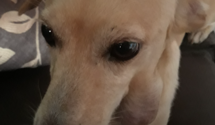 Tumor no pescoço da lili