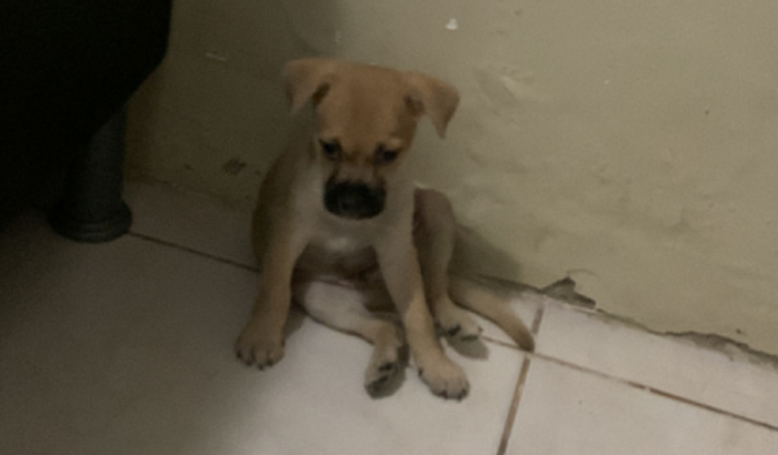 Ajuda ao tratamento do Weed