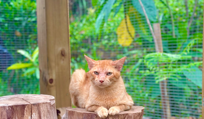 Gatil para Alecrim dourado