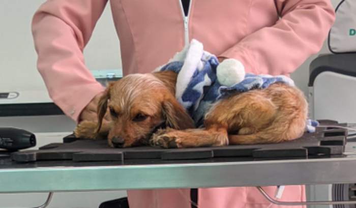 Ajude meu doguinho com anemia