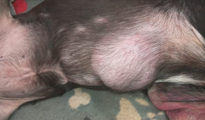 Tumor retornou pós cirurgia 