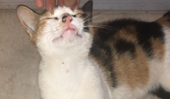 gata com as patas quebradas precisa de ajuda