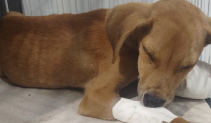 🐶 AJUDE O MAX ⚠️⚠️