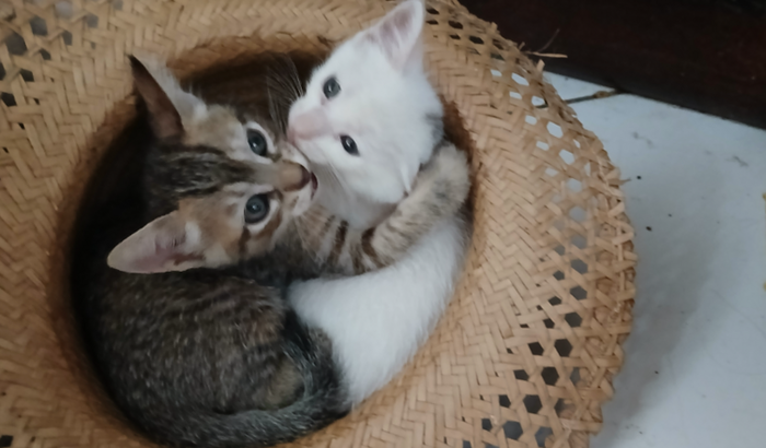 Ajuda para repor gastos com gatos errantes.