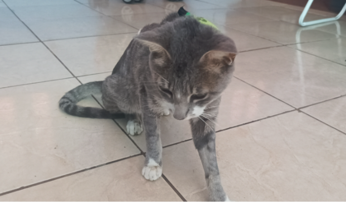 Me ajude a salvar a vida do Thuco