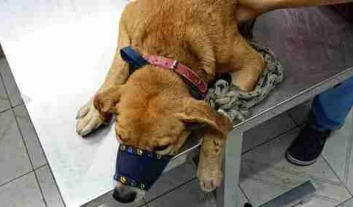 AJUDEM A SALVAR A VIDA DE SERROTE