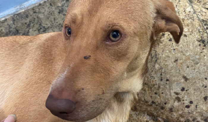 Vaquinha pra ajudar o Afonsinho