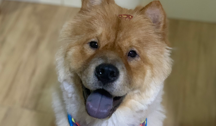 Ajuda pro Draco 🙏🏼