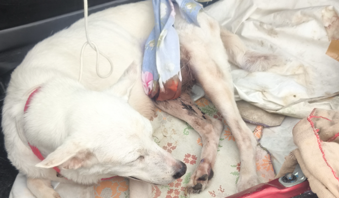 Ajude no tratamento oncologico de Quiança