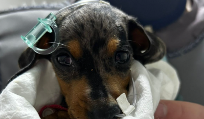 Juntos Pelo Tofu: A Luta Contra a Parvovirose