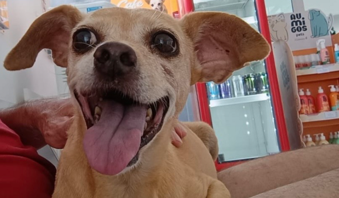 Ajuda para tratar a cachorrinha