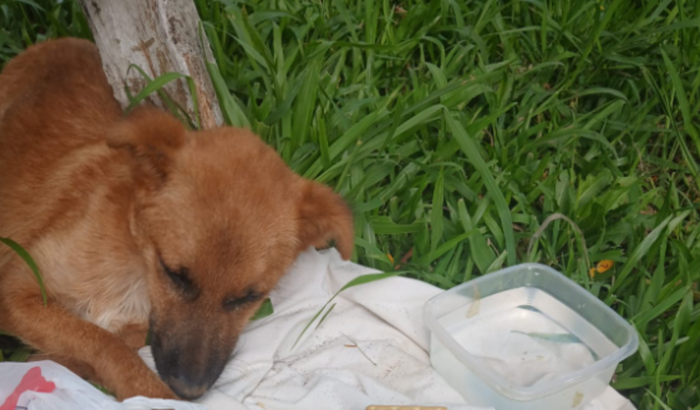 Ajuda para cãozinho resgatado